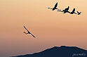 Fenicotteri in volo (Laguna di Elmas)